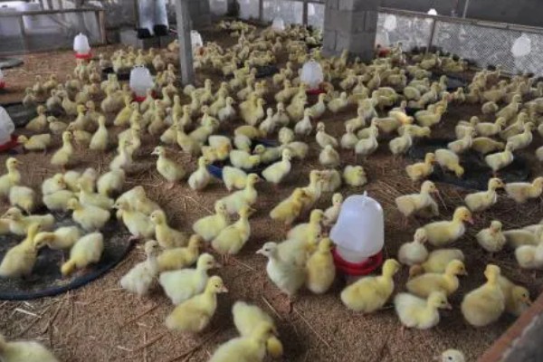 鸭子换毛所需时间，需要1个月左右