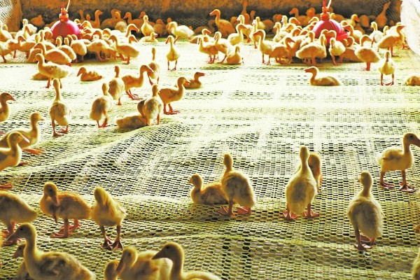 鸭子换毛所需时间，需要1个月左右