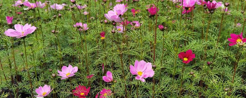 怎么盆栽波斯菊，波斯菊喜光，喜湿润环境