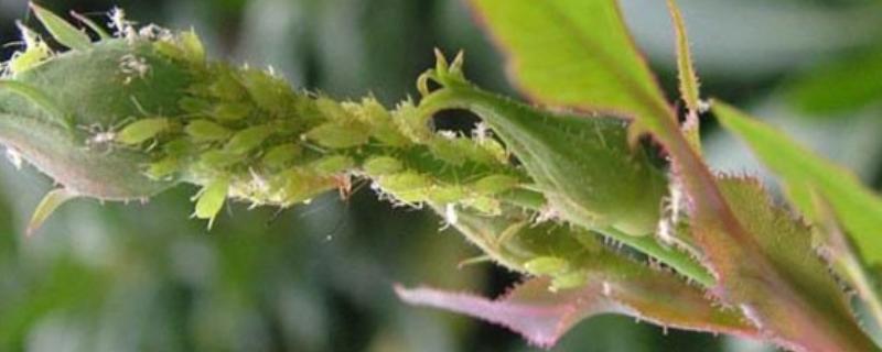 蔷薇花的虫害及防治方法，常见的有金龟子、刺蛾等