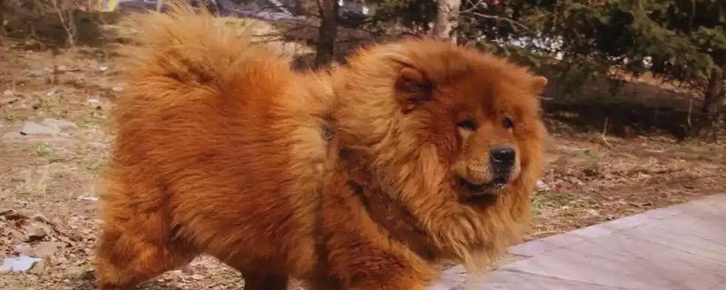 松狮犬好不好饲养，松狮犬好养
