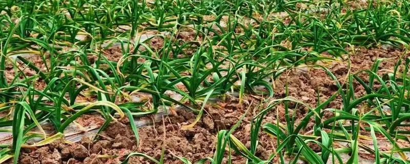 蒜苗的种植方法，播种时间为4月份下旬至5月份初
