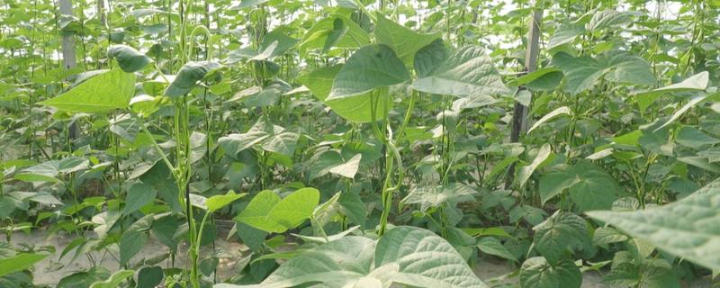 芸豆的种植技术，选择没有病虫侵害的种子进行播种
