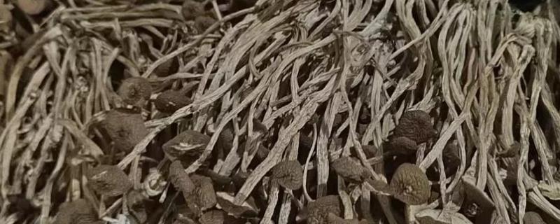 茶树菇怎么泡发，先剪去柄尾端的硬蒂