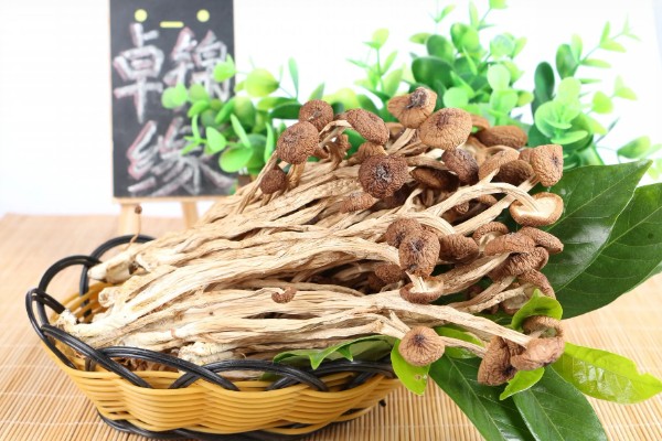 茶树菇怎么泡发,先剪去柄尾端的硬蒂