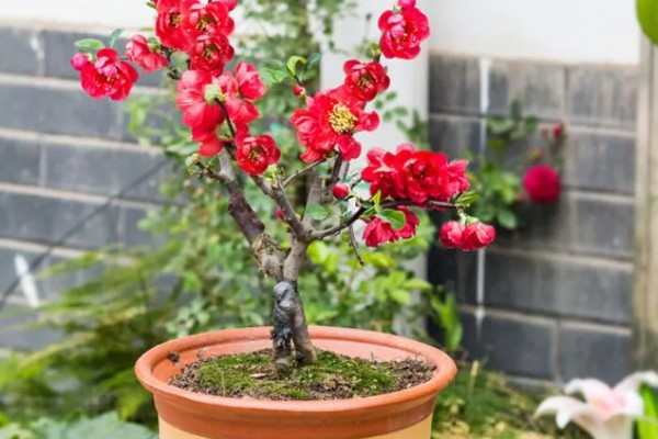 海棠花有什么风水作用，能有效的提升运势