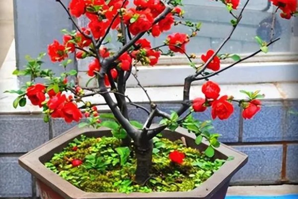 海棠花有什么风水作用，能有效的提升运势