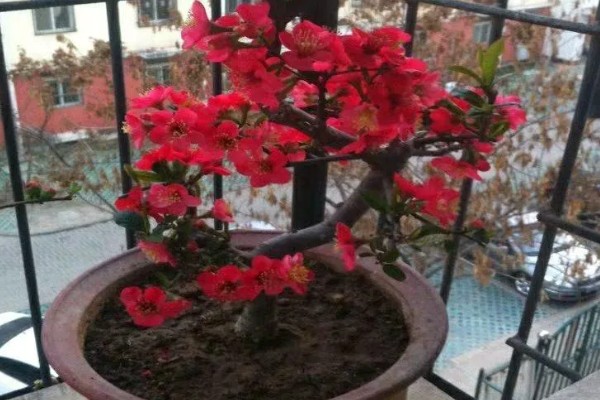 海棠花有什么风水作用，能有效的提升运势