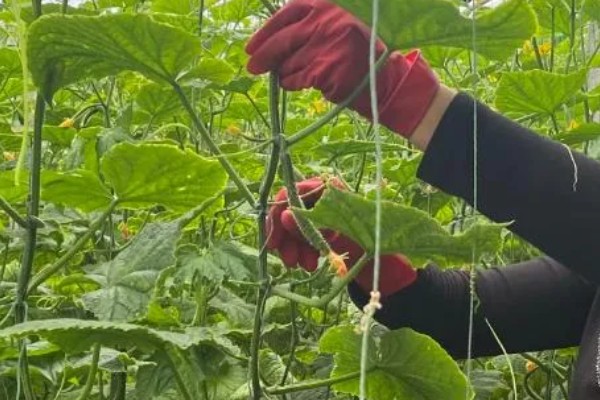 黄瓜有花无瓜怎么防治，应确保植株有足够的功能叶