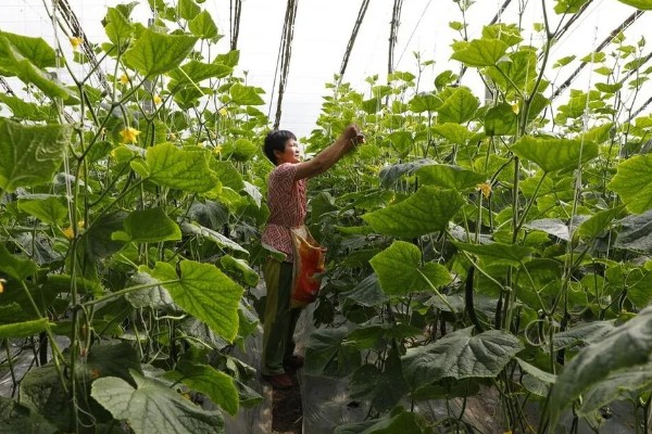 黄瓜有花无瓜怎么防治，应确保植株有足够的功能叶