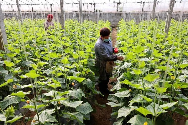 黄瓜有花无瓜怎么防治，应确保植株有足够的功能叶