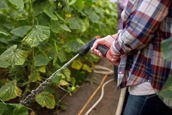 黄瓜有花无瓜怎么防治，应确保植株有足够的功能叶