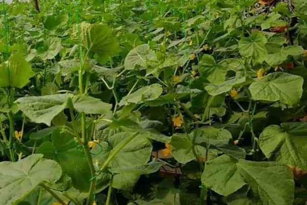 黄瓜有花无瓜怎么防治，应确保植株有足够的功能叶