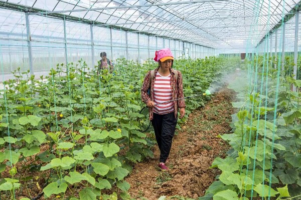黄瓜有花无瓜怎么防治，应确保植株有足够的功能叶
