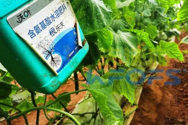 黄瓜有花无瓜怎么防治，应确保植株有足够的功能叶