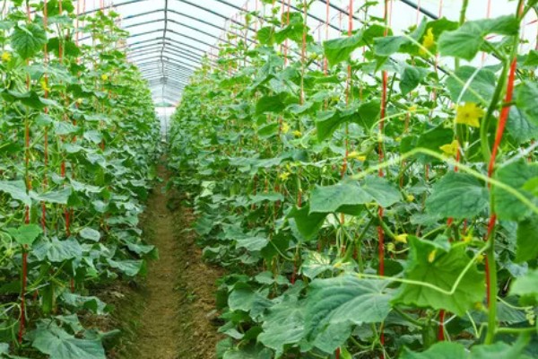 黄瓜有花无瓜怎么防治，应确保植株有足够的功能叶