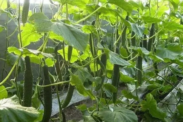 黄瓜有花无瓜怎么防治，应确保植株有足够的功能叶