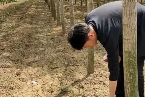 养金蝉的亩利润,可达到9000元左右