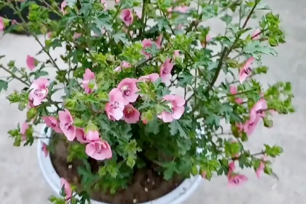 小木槿如何过冬，在冬季不可以缺少光照
