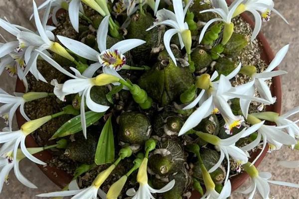 独蒜兰花的种植方法,可在春季期间进行