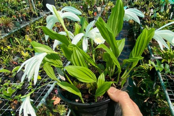 独蒜兰花的种植方法,可在春季期间进行