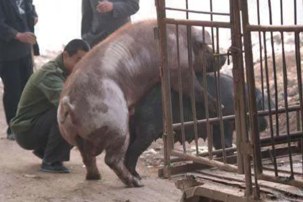 黑母猪多大可以配种，体重达到60-70kg配种