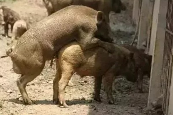 黑母猪多大可以配种，体重达到60-70kg配种