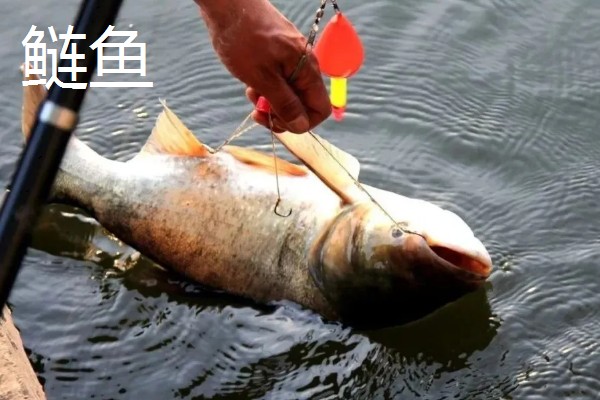 6.3米鱼竿多重合适,一般在160-180克
