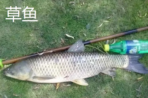 6.3米鱼竿多重合适,一般在160-180克
