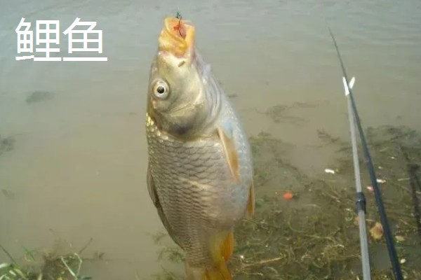6.3米鱼竿多重合适,一般在160-180克
