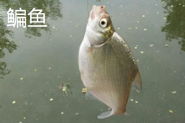 6.3米鱼竿多重合适,一般在160-180克