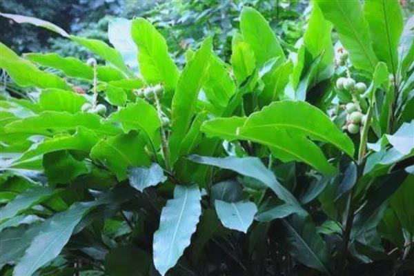 草豆蔻的施肥方法,苗期每隔16天左右追施一次