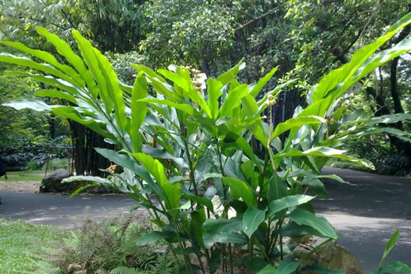 草豆蔻的施肥方法,苗期每隔16天左右追施一次