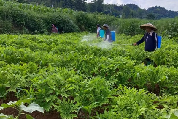 怎么管理魔芋,换头期和膨大期要提供充足的营养