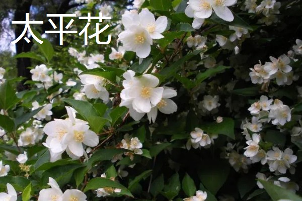 农村适合种植哪些特色花木，推荐太平花、紫珠等