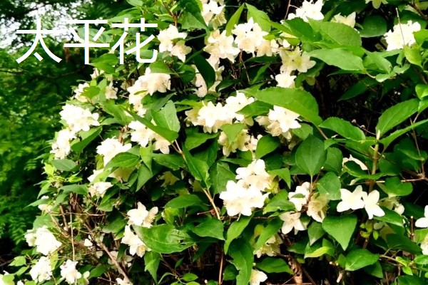 农村适合种植哪些特色花木，推荐太平花、紫珠等