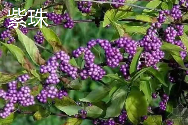 农村适合种植哪些特色花木，推荐太平花、紫珠等