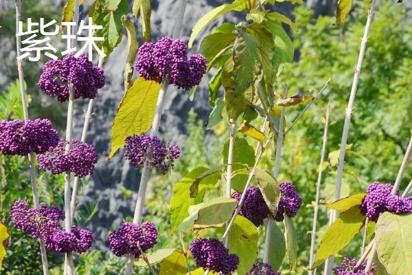 农村适合种植哪些特色花木，推荐太平花、紫珠等