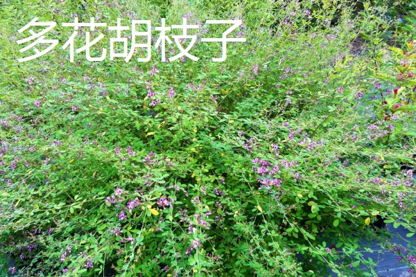 农村适合种植哪些特色花木，推荐太平花、紫珠等