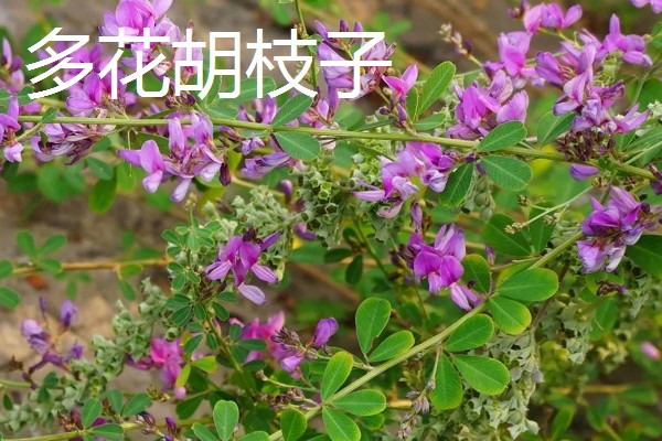农村适合种植哪些特色花木，推荐太平花、紫珠等