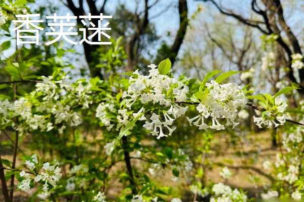 农村适合种植哪些特色花木，推荐太平花、紫珠等