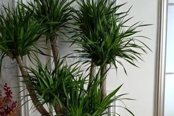 农村适合种植哪些特色花木，推荐太平花、紫珠等