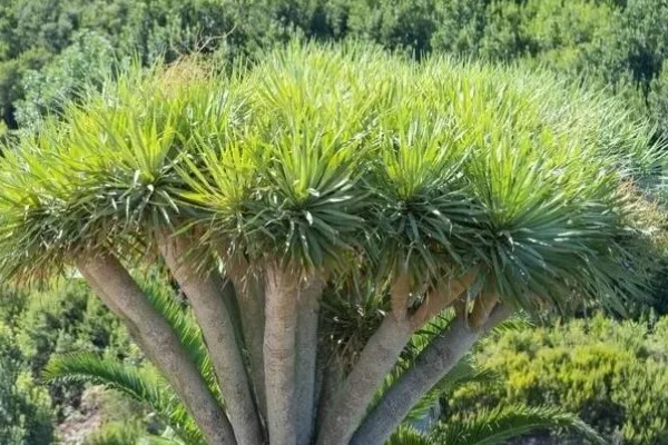 农村适合种植哪些特色花木，推荐太平花、紫珠等