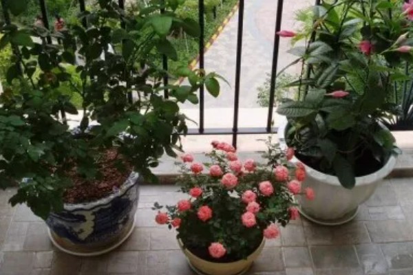 怎么养钻石玫瑰，喜温暖的环境生长