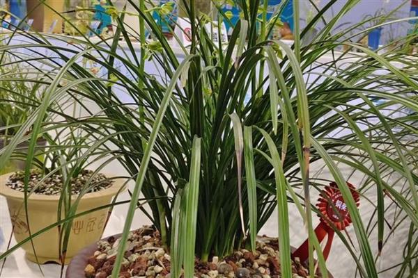 蕙兰的花苞为何发黄掉落,常见缺光、盆土积水、过度施肥等原因
