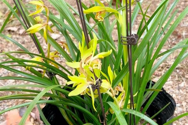 蕙兰的花苞为何发黄掉落,常见缺光、盆土积水、过度施肥等原因