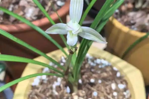 蕙兰的花苞为何发黄掉落,常见缺光、盆土积水、过度施肥等原因