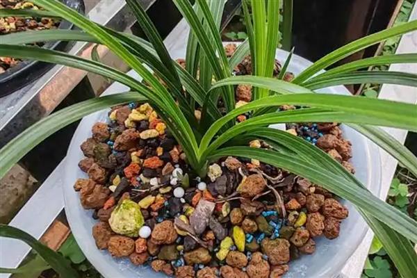 蕙兰的花苞为何发黄掉落,常见缺光、盆土积水、过度施肥等原因