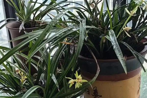 蕙兰的花苞为何发黄掉落,常见缺光、盆土积水、过度施肥等原因