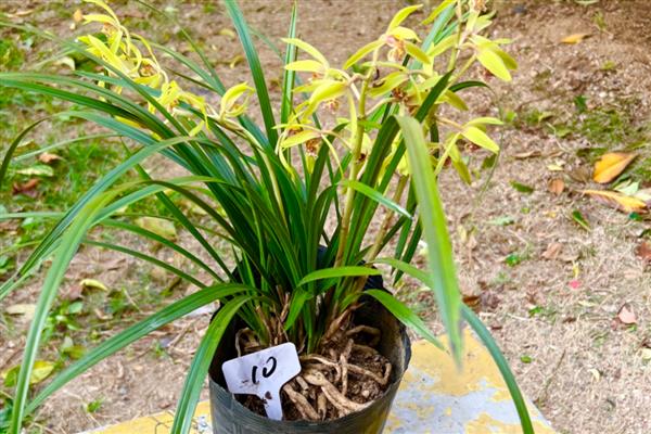 蕙兰的花苞为何发黄掉落,常见缺光、盆土积水、过度施肥等原因
